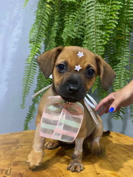 Cachorro para adoção