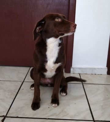Cachorro para adoção