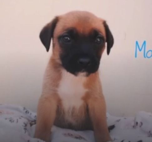 Cachorro para adoção