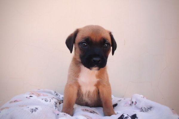 Cachorro para adoção