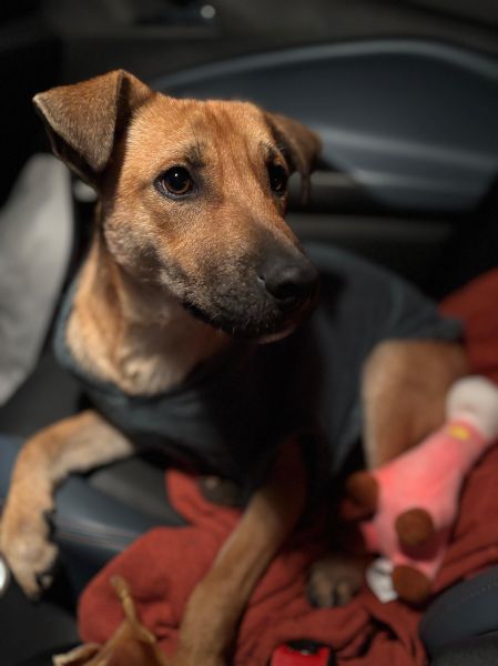 Cachorro para adoção