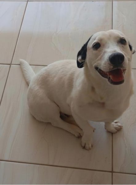 Cachorro para adoção