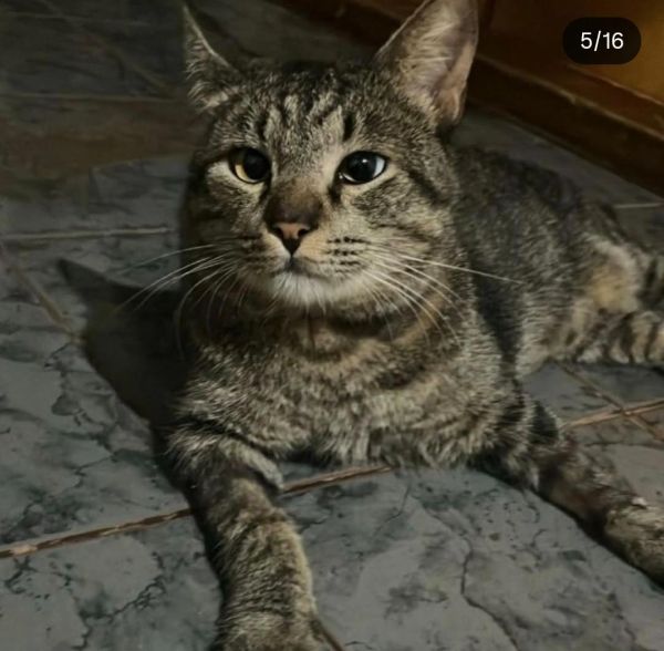 Gato para adoção