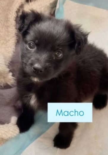 Cachorro para adoção