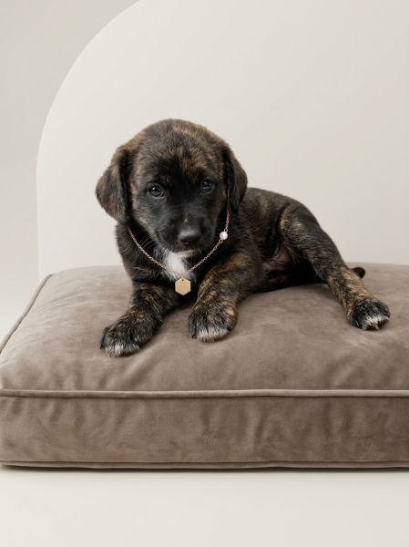 Cachorro para adoção