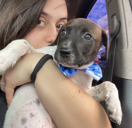 Cachorro para adoção