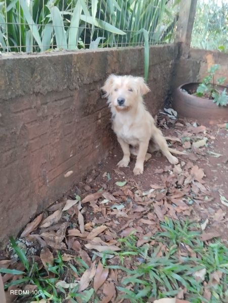 Cachorro para adoção