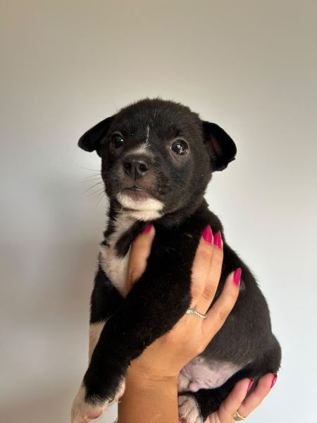 Cachorro para adoção
