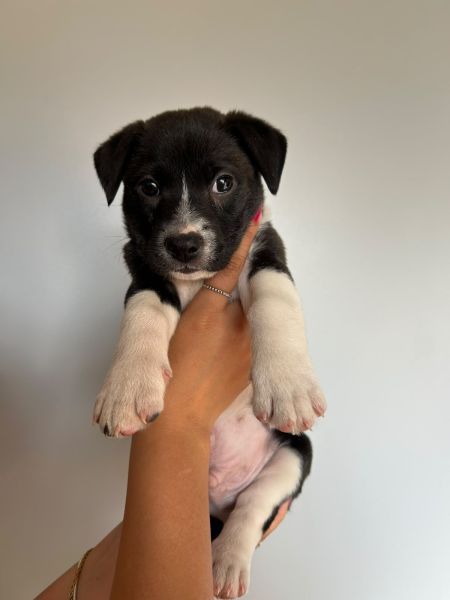 Cachorro para adoção