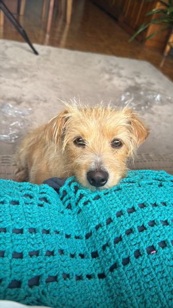 Cachorro para adoção