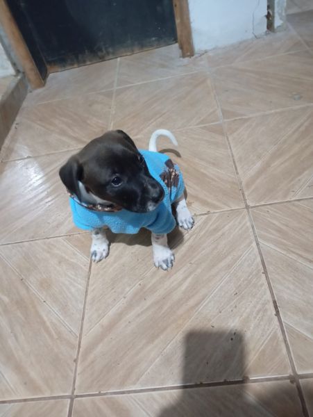 Cachorro para adoção