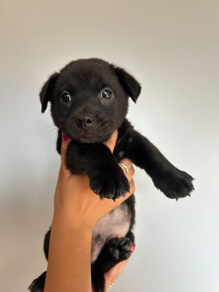 Cachorro para adoção