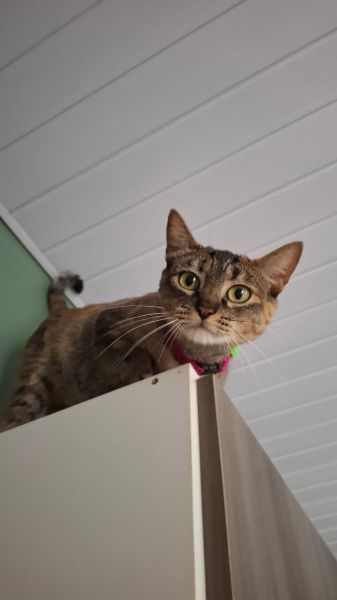 Gato para adoção