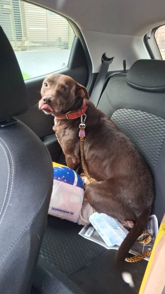 Cachorro para adoção