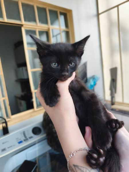 Gato para adoção
