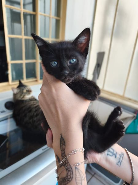 Gato para adoção
