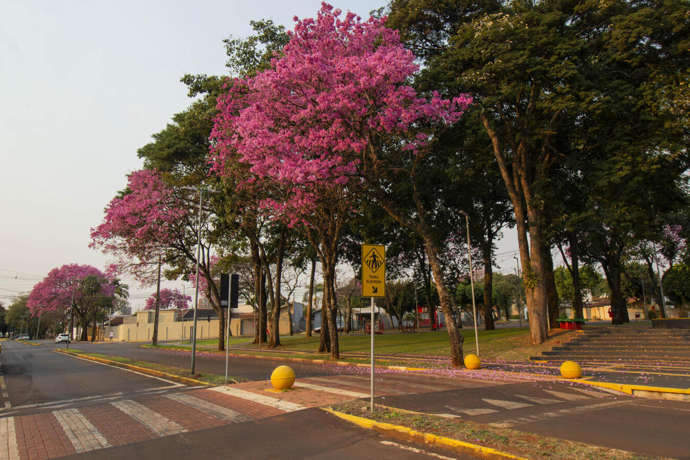 Secretaria do Meio Ambiente realiza pesquisa sobre arborização urbana