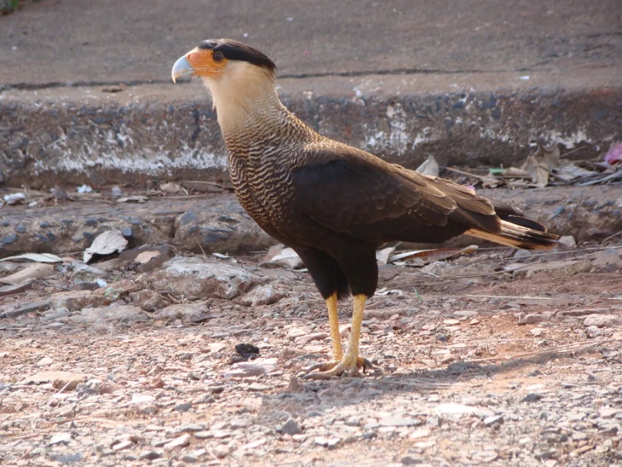 Gavião Carcará é resgatado após agressão no bairro Tocantins em Toledo