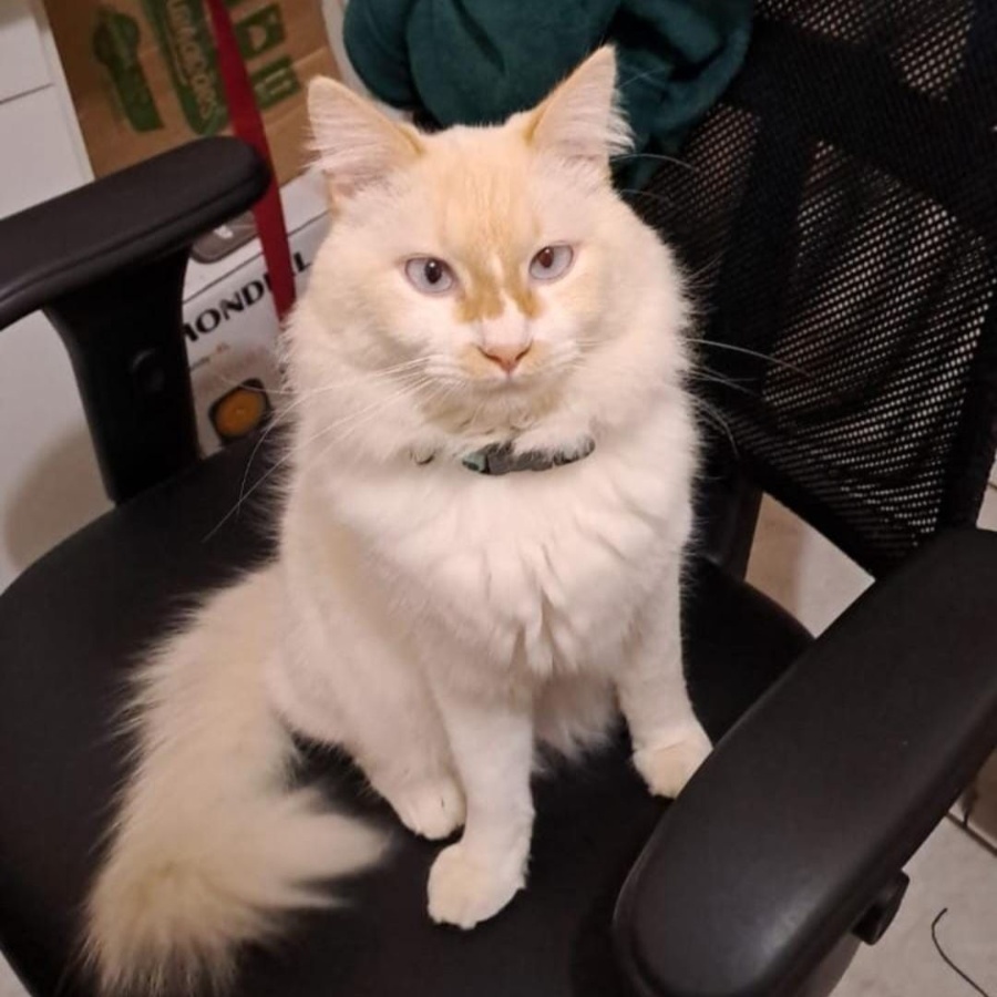 Família de Toledo oferece recompensa por gato desaparecido no Jardim La Salle, próximo à Unioeste