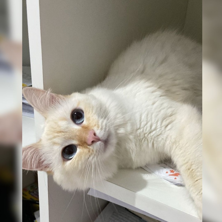 Família do Jardim São Francisco, em Toledo, oferece recompensa de R$ 500,00 para encontrar gatinha desaparecida