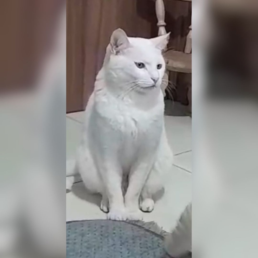 Família de Toledo procura por gato desaparecido entre o Jardim Gisela e o Primato da Vila Industrial