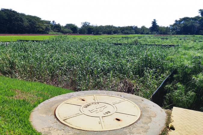 Tratamento de esgoto com wetlands usado pela Sanepar avança pelo Oeste do Paraná