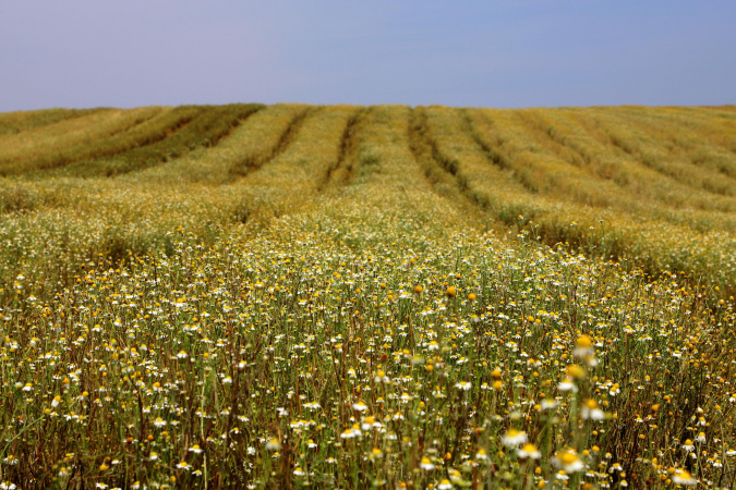 Paraná consolida liderança na produção de camomila, que já movimenta R$ 15 milhões