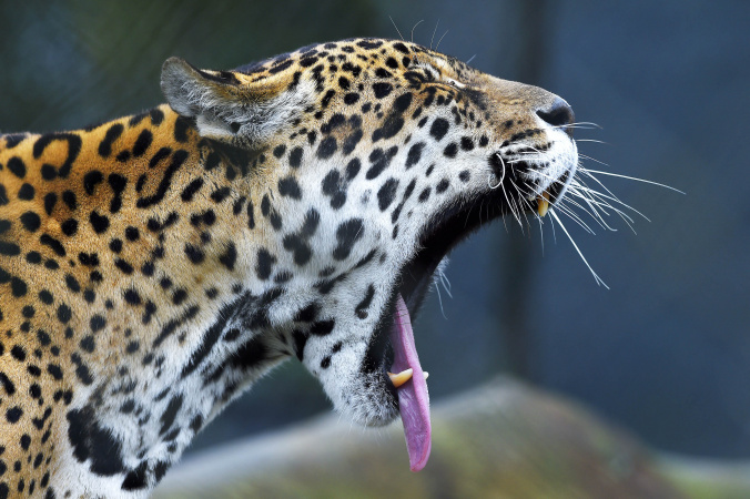 IAT promove capacitação de agentes para atendimento a ocorrências com grandes felinos