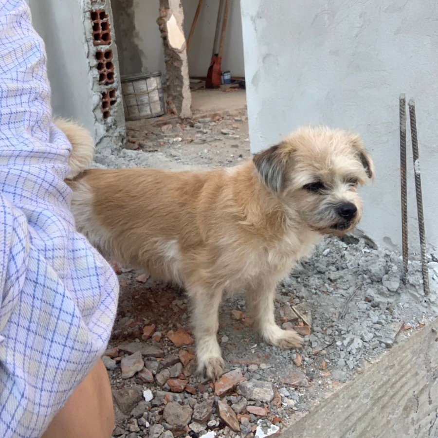 Família de Toledo procura cachorrinha desaparecida na Vila Boa Esperança/Pioneira