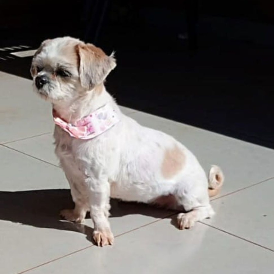 Família procura por cachorrinha desaparecida na região do Jardim Panorama II e Jardim Alto Alegre, em Toledo