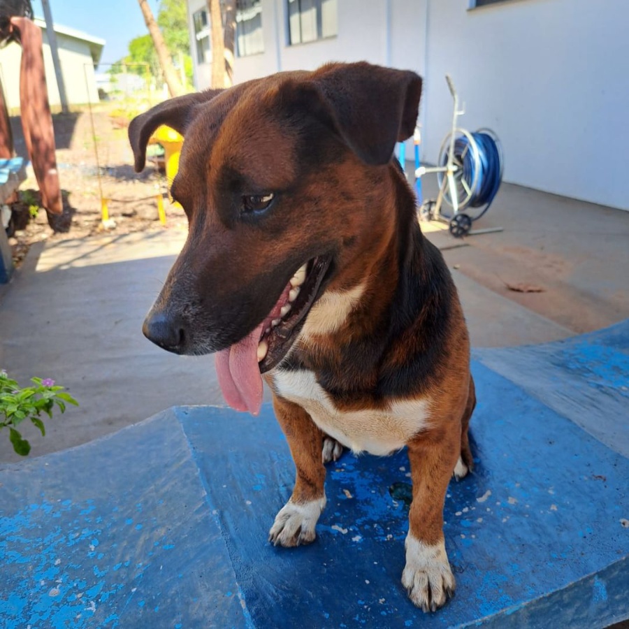 Família de Toledo busca por cachorrinha desaparecida na região do Jardim Europa