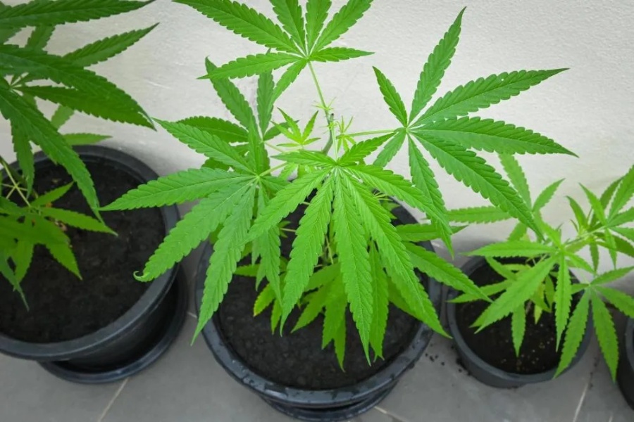 Polícia apreende pés de maconha encontrados em terreno no Jardim Panorama, em Toledo