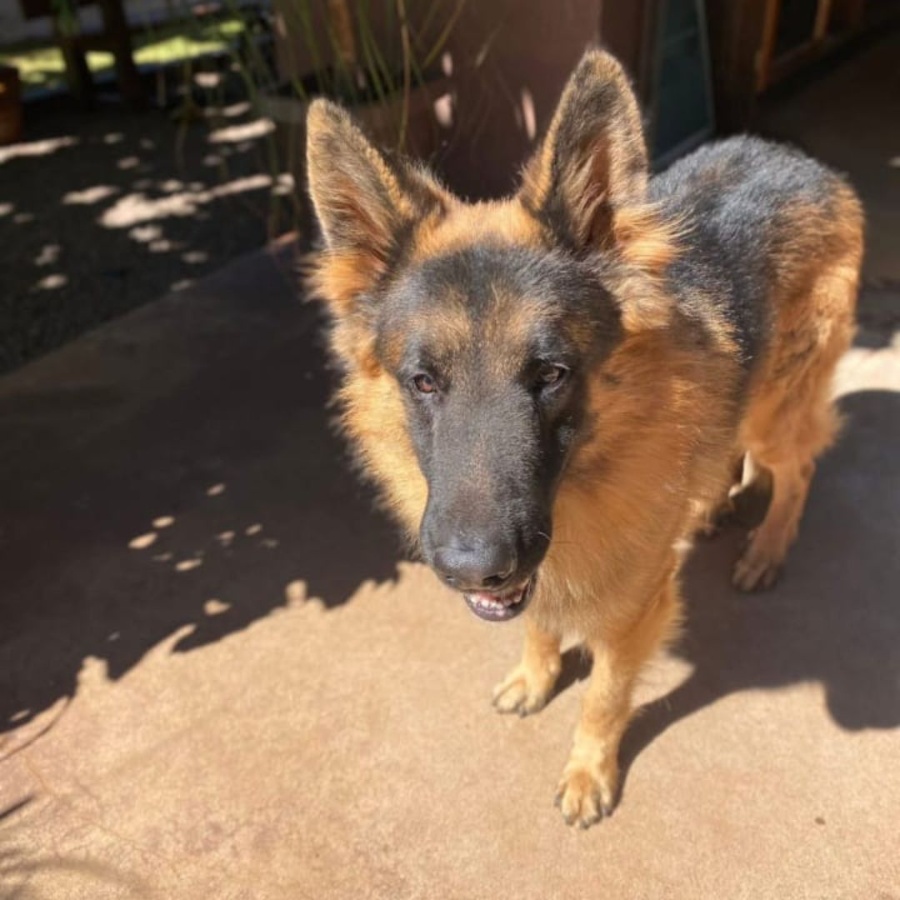 Família de Toledo procura por cachorro da raça Pastor Alemão desaparecido no Jardim Gisela