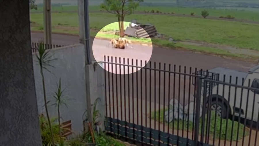 Mais um caso de ataque por pitbulls é registrado em Toledo e reacende discussão sobre guarda responsável