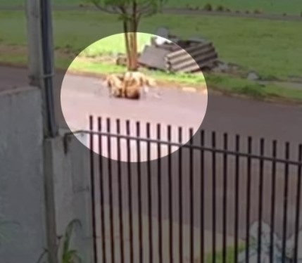 Tutor de pitbulls é preso em flagrante após ataque registrado no Jardim Panorama, em Toledo