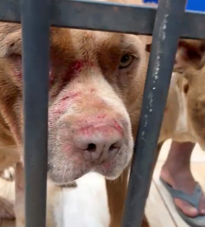 Após flagrante, tutor de pitbulls é ouvido, liberado e responderá por omissão de cautela animal