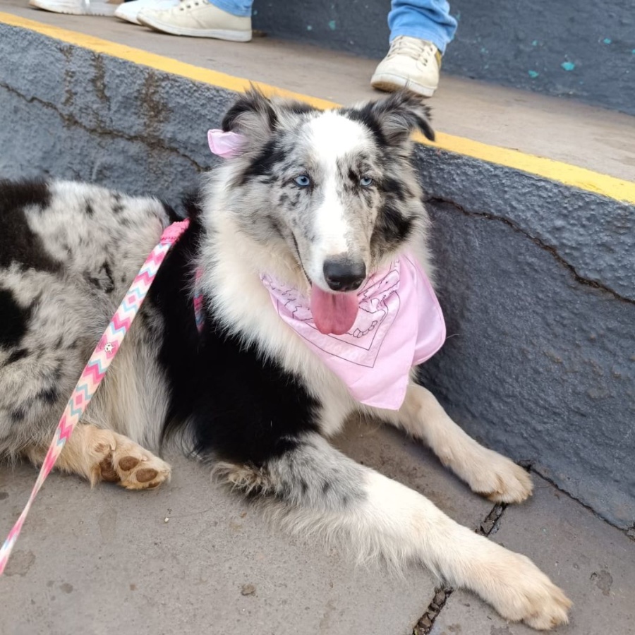 Família de Toledo procura por cachorrinha desaparecida na região do Jardim Pancera