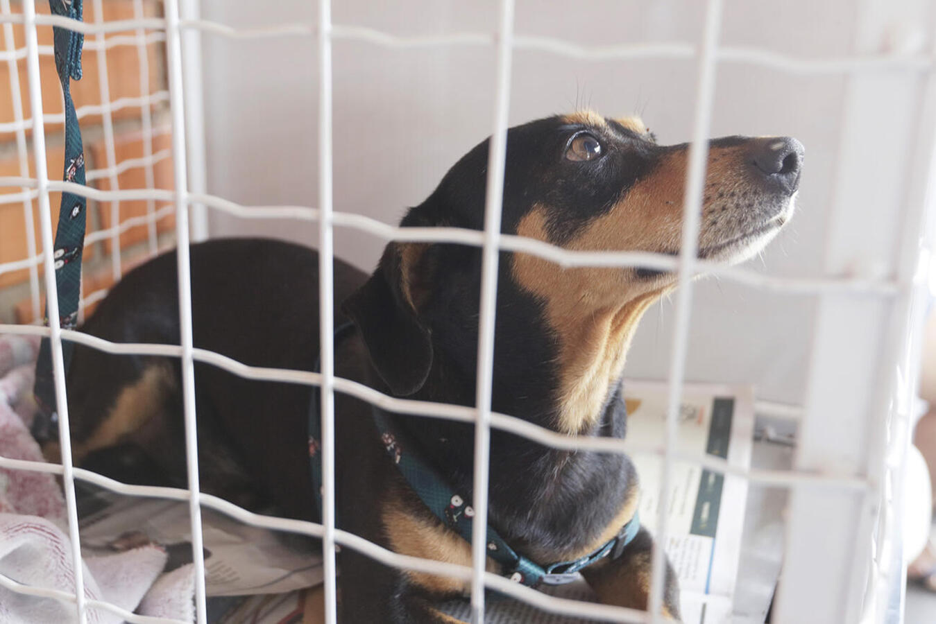 Toledo investe em medicamentos para reforçar ações de proteção animal