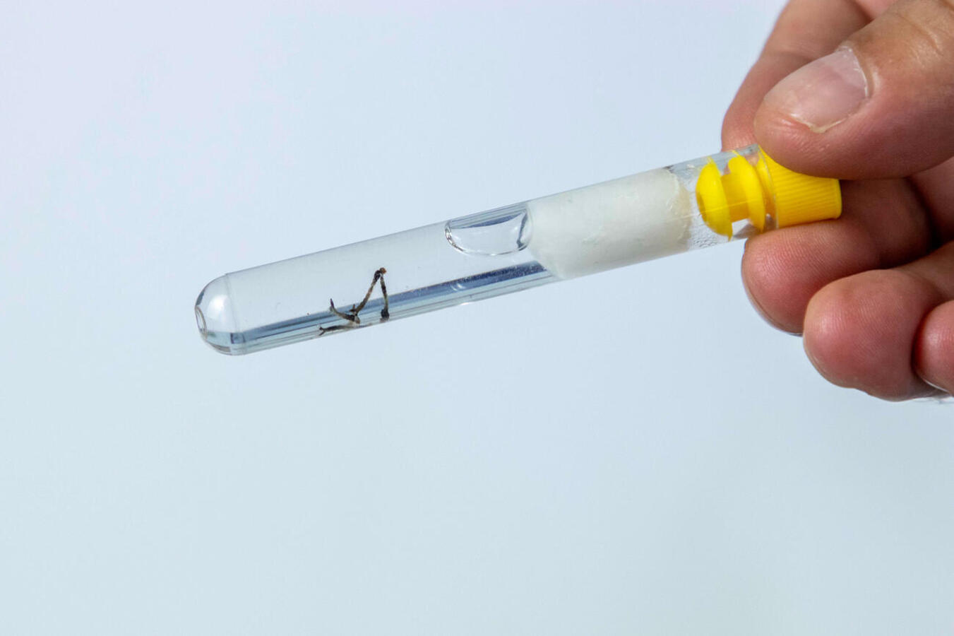 Endemias realiza ação educativa no Dia D de Combate à Dengue, no sábado (8)