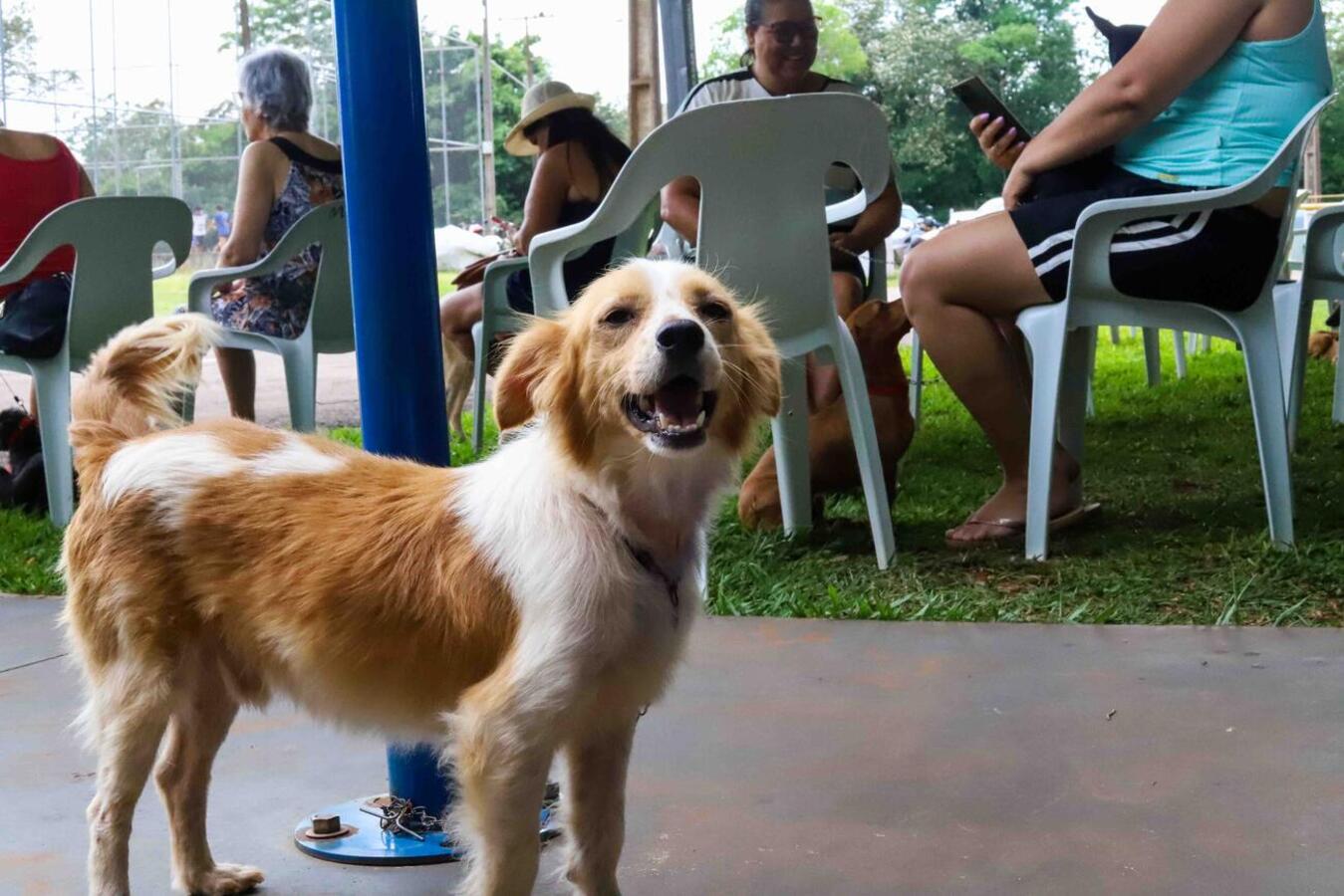 CastraPet Paraná chega a Toledo e prevê castração de 280 animais