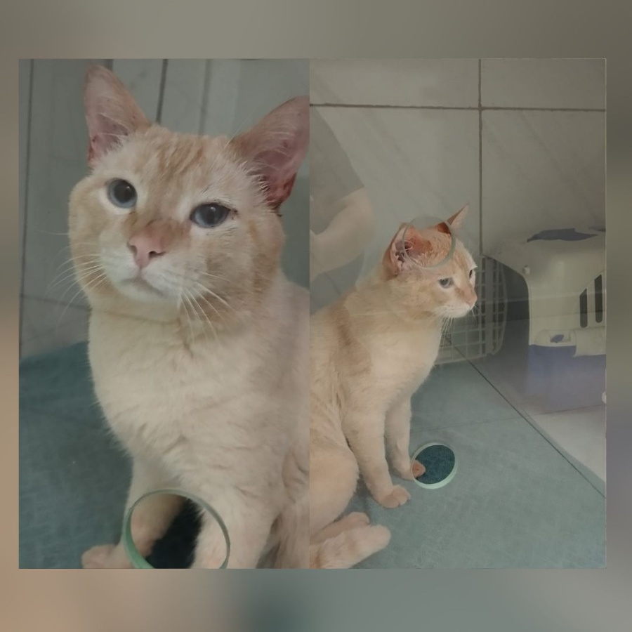 Família do Jardim La Salle oferece recompensa por gatinho Maionese desaparecido