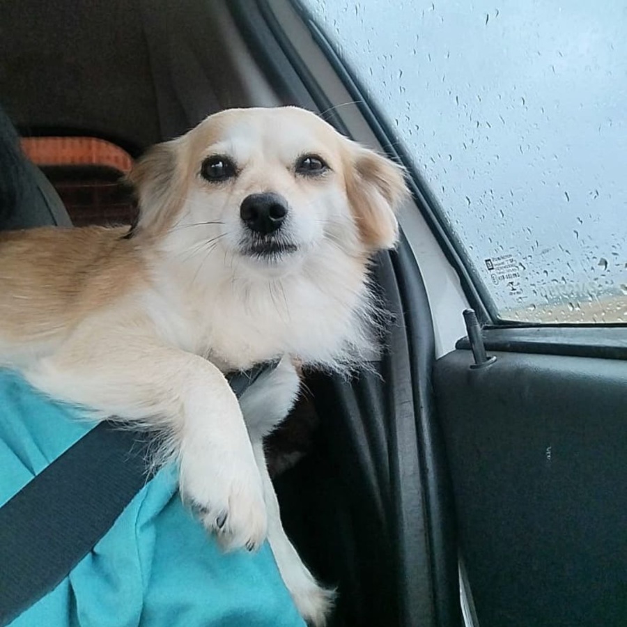 Família de Toledo procura por cachorrinha Suzi, vista pela última vez no Jardim Gisela