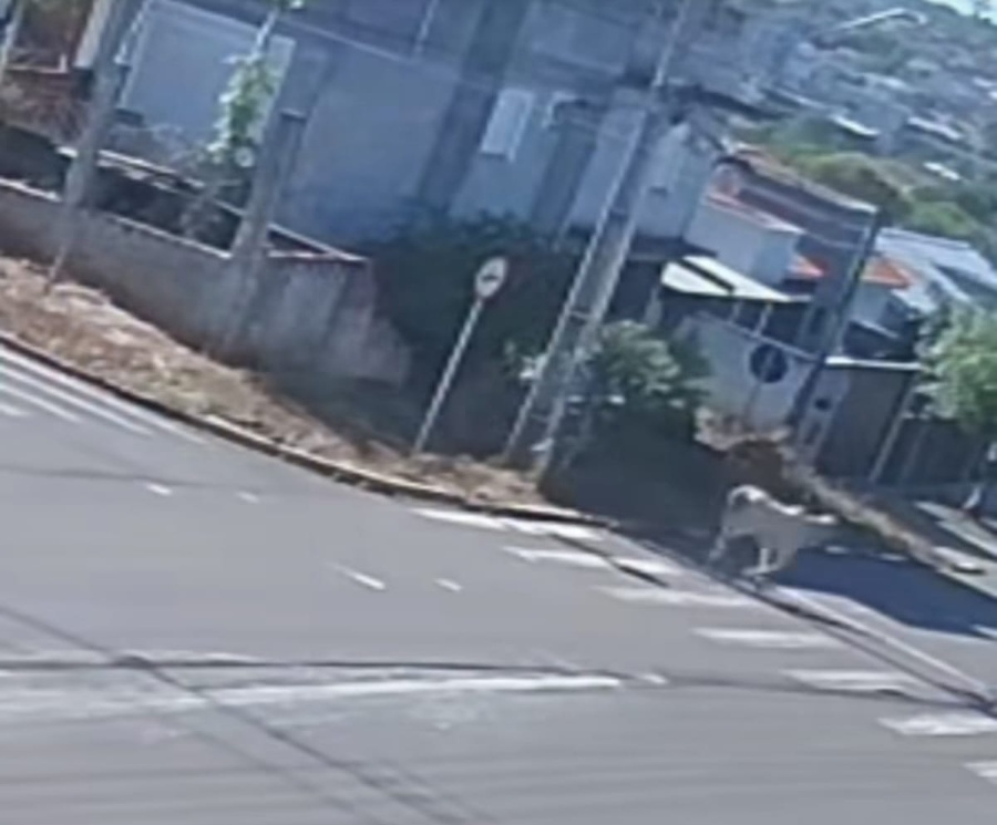 Bezerro é atropelado por carro na Avenida Parigot de Souza
