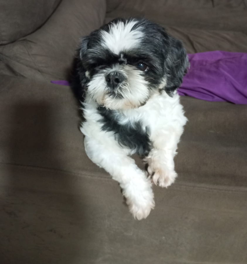 Família do Jardim Coopagro procura por cachorrinha desaparecida