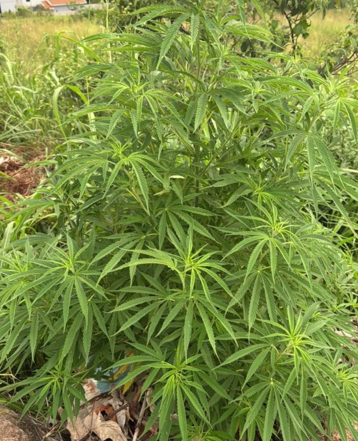 Polícia Militar recolhe planta de Cannabis encontrada em lote baldio na Vila Becker