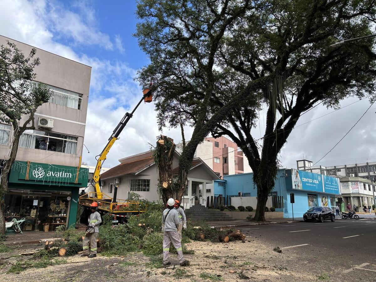Prefeitura realiza remoção preventiva de árvores na Almirante Barroso