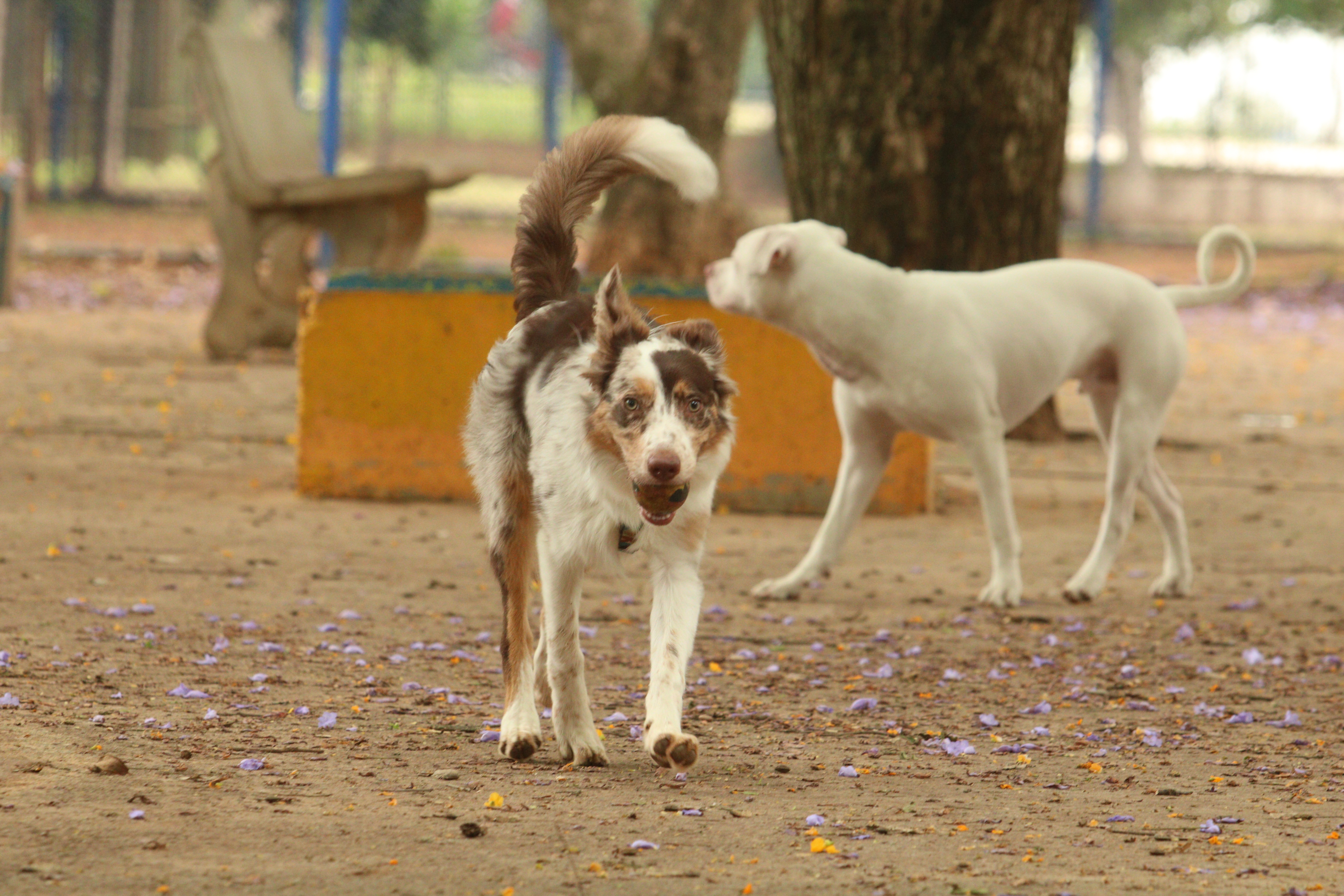 Brasil tem cerca de 30 milhões de animais domésticos abandonados
