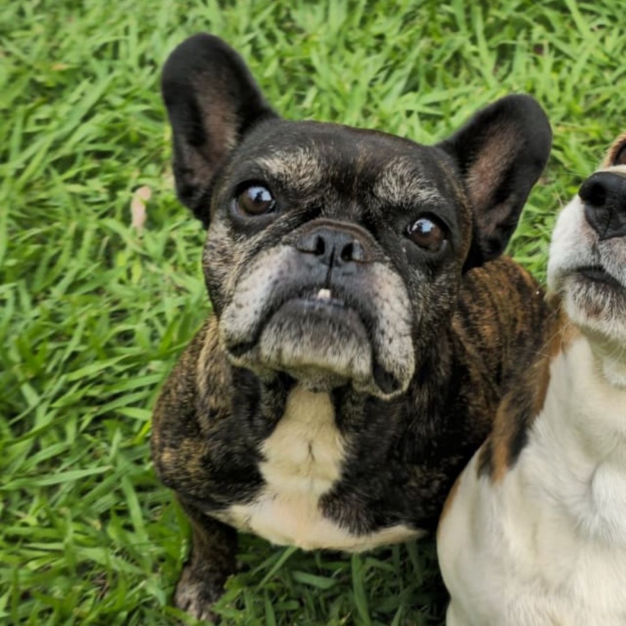 Família de Toledo procura Buldogue desaparecida próximo à Bompel e oferece recompensa