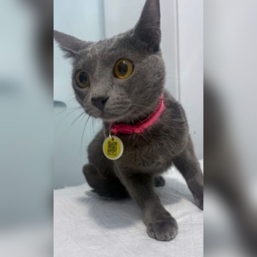 Família procura por Sky, gatinha desaparecida no Jardim Gisela