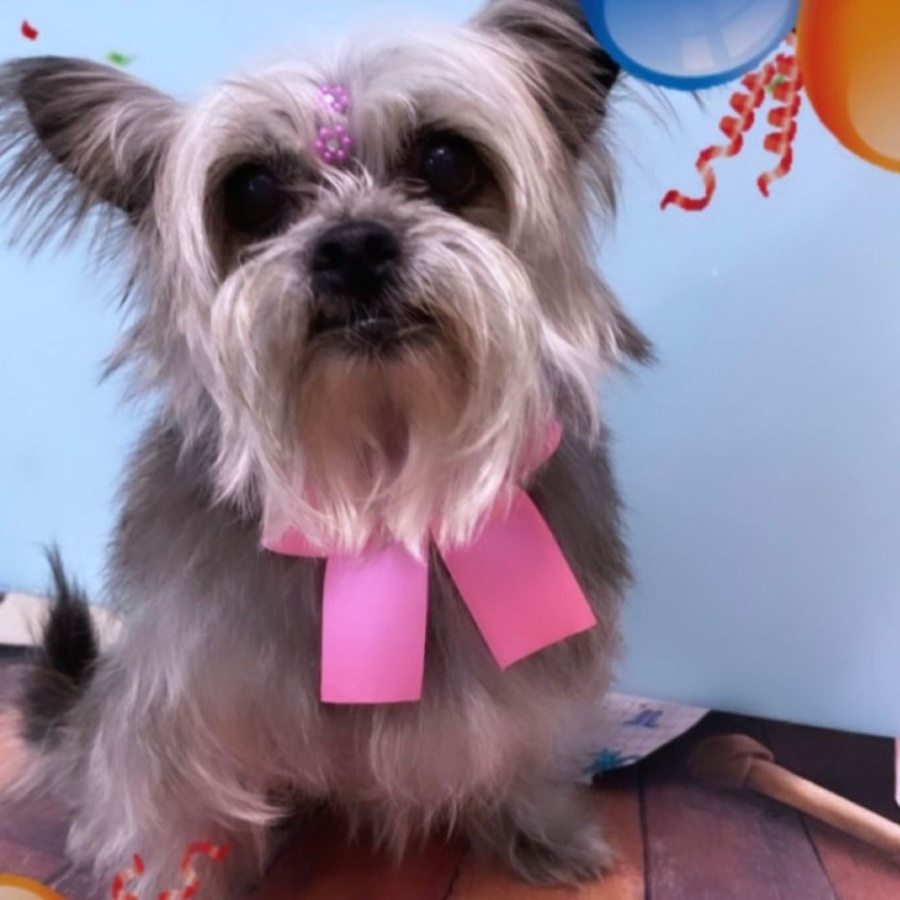 Família de Toledo procura por Meg, cachorrinha desaparecida no Jardim Gisela